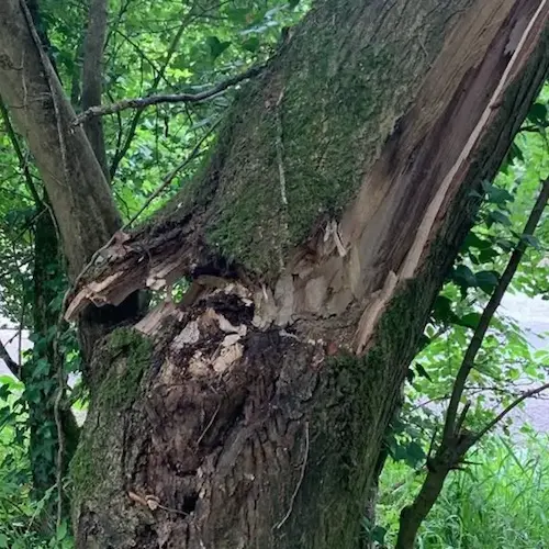 Emergency tree care in Stroud and Gloucestershire copy