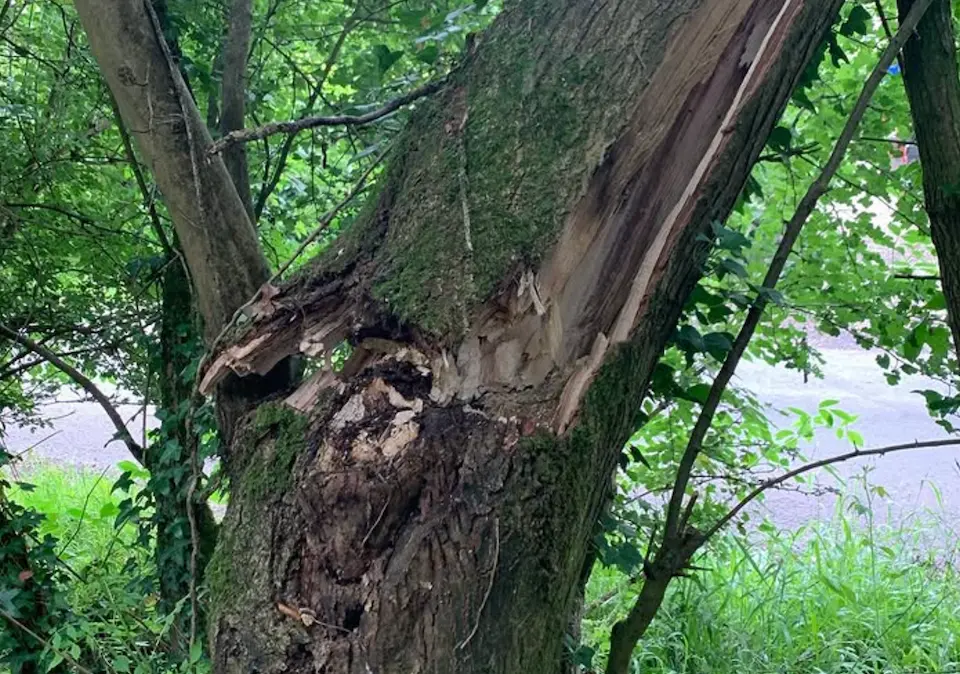 Emergency tree care in Stroud and Gloucestershire