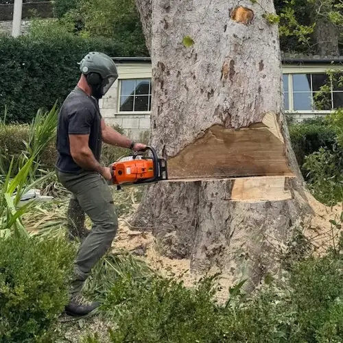 Tree felling services in Gloucestershire copy