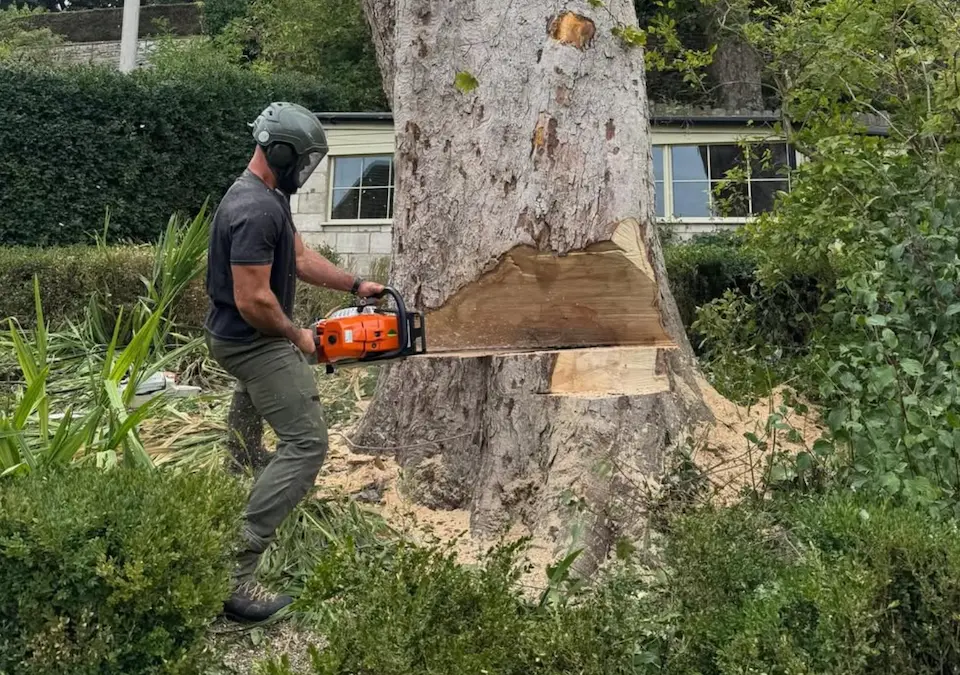 Tree felling services in Gloucestershire