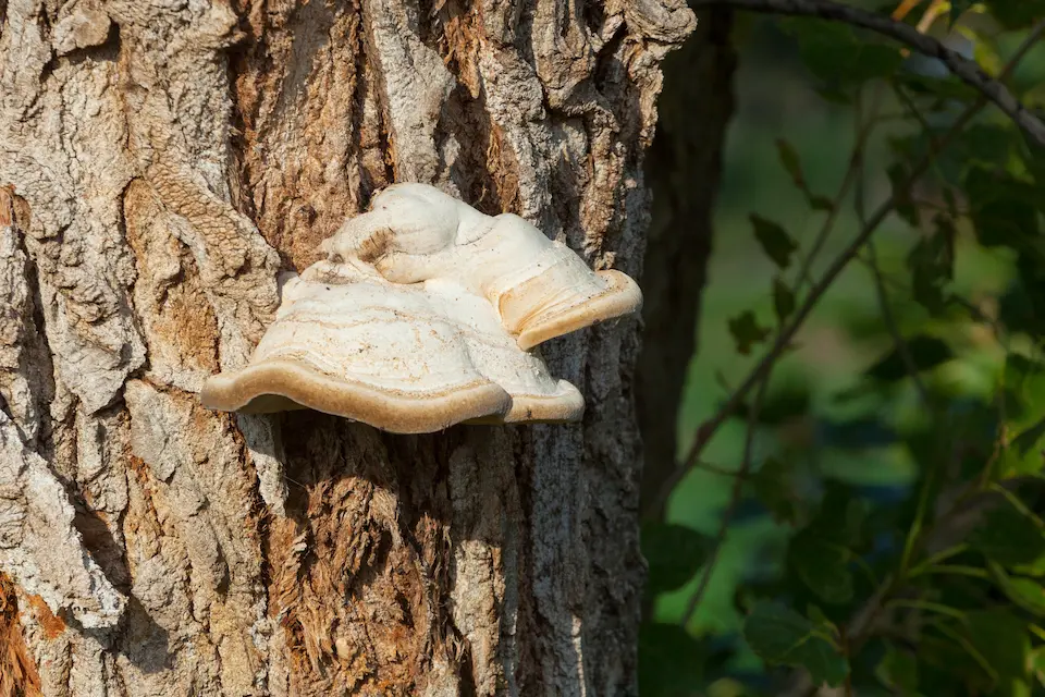 Tree health checks and advice in Minchinhampton, Stroud, and Gloucestershire