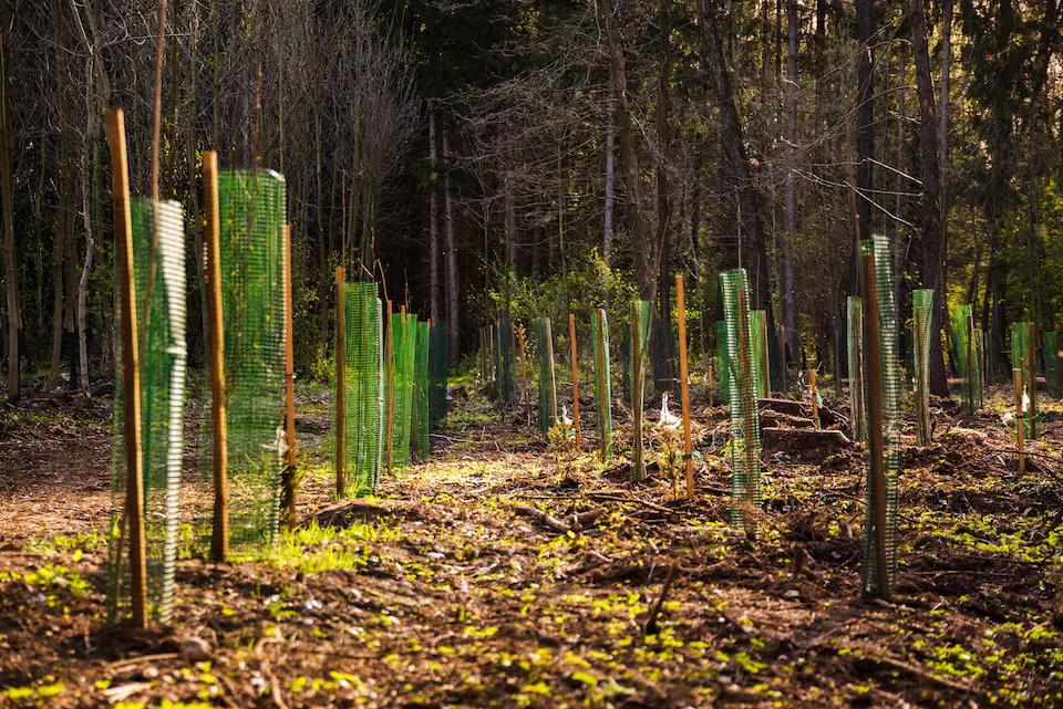 Tree planting services in Stroud and throughout Gloucestershire