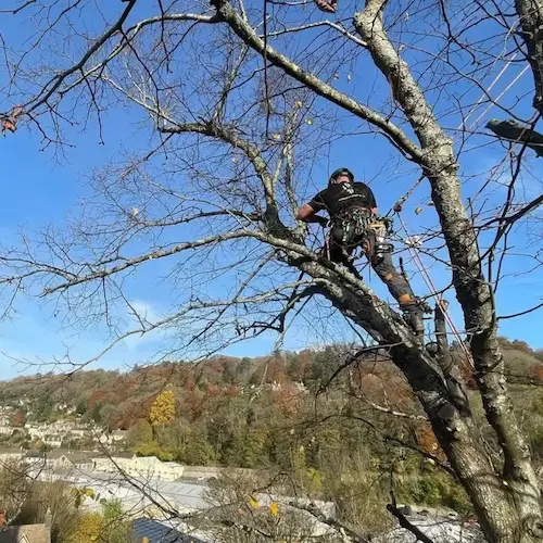 Tree surgery services in Stroud Minchinhampton and Gloucestershire copy