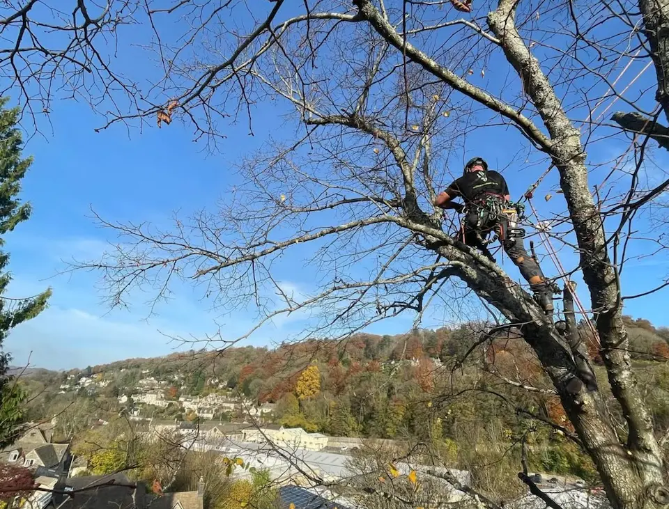 Tree surgery services in Stroud, Minchinhampton, and Gloucestershire