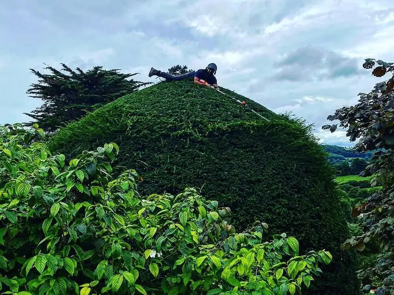 Annual trimming of mature domed Yew topiary in Minchinhampton garden